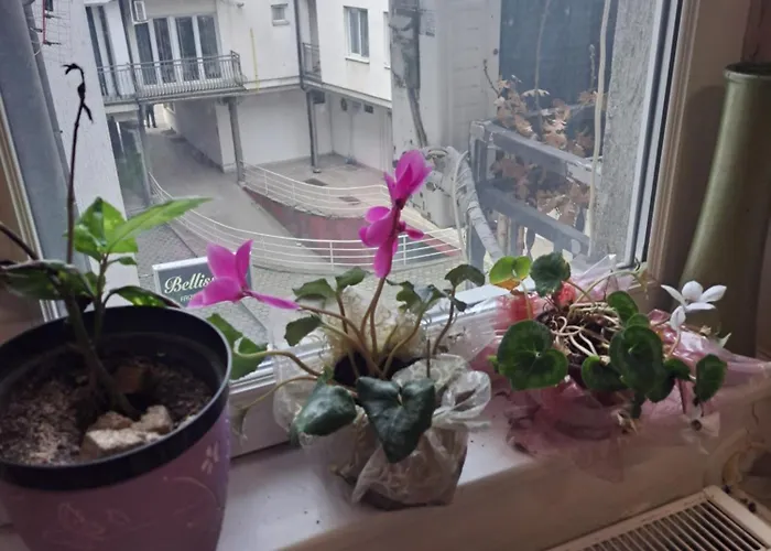 Apartman Pasiceva